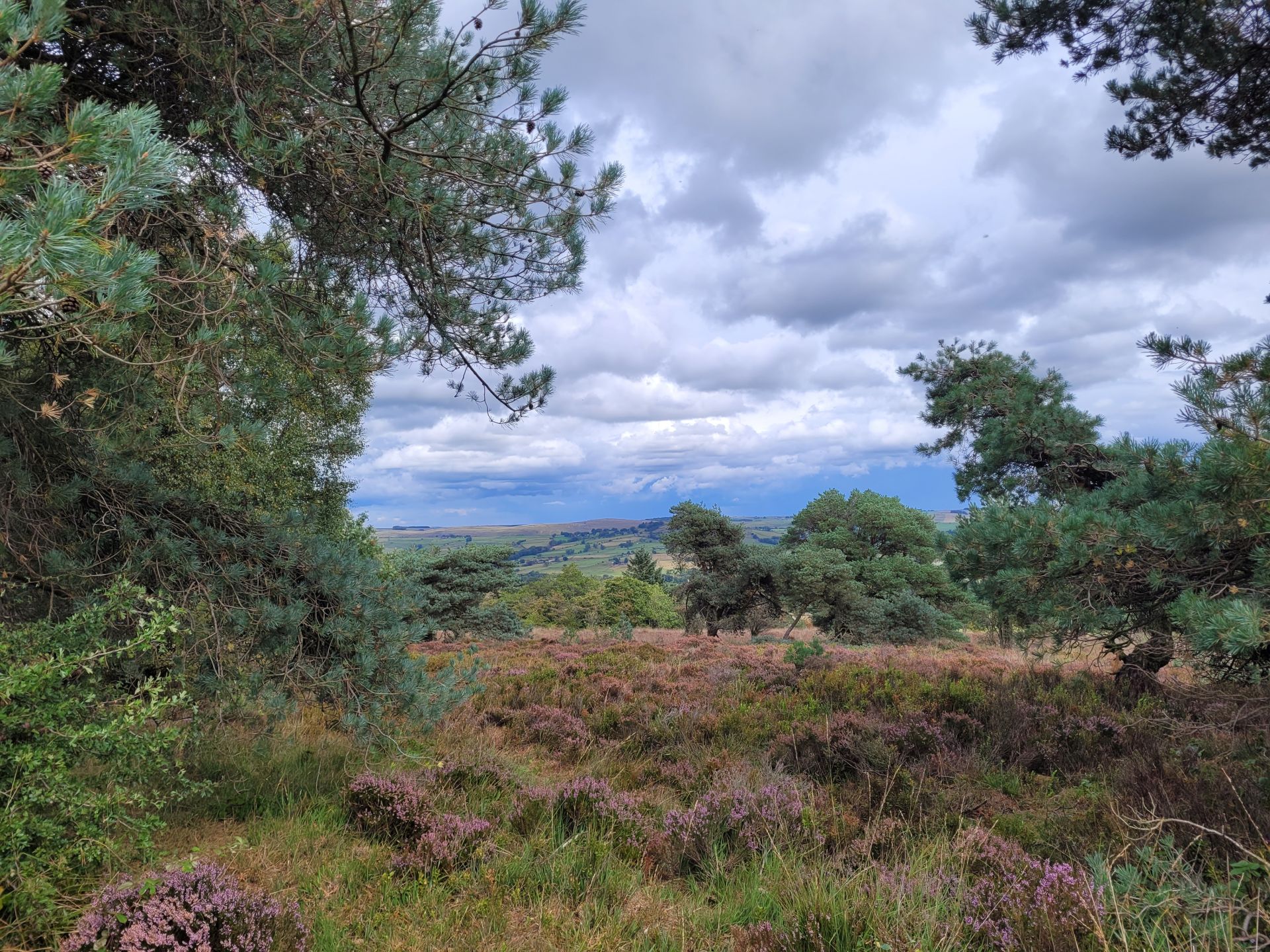 View from Revidge